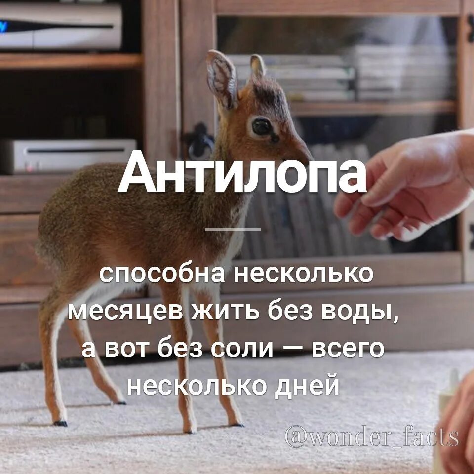 Задания составление текста 3 класс. Норма прибавки веса у новорожденных по месяцам таблица. По нескольку месяцев не было. Антилопа не может без соли. По нескольку месяцев не было.