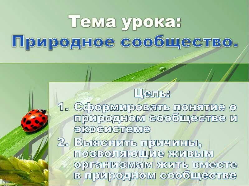 Презентация по теме природное сообщество 5 класс. Загадки о природных сообществах. Презентация на тему 5 класс природные сообщества. Природные сообщества 5 класс презентация. Загадки на тему природные сообщества.