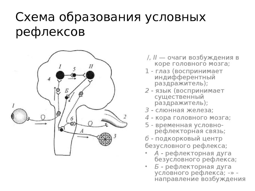 Угасание рефлексов. Рефлекторная дуга условного рефлекса схема. Схема образования условного слюноотделительного рефлекса. Выработка условного рефлекса схема. Схема формирования условного слюноотделительного рефлекса.