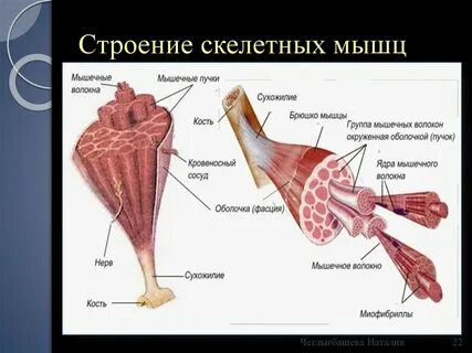 Строение скелетной мышцы форма мышц