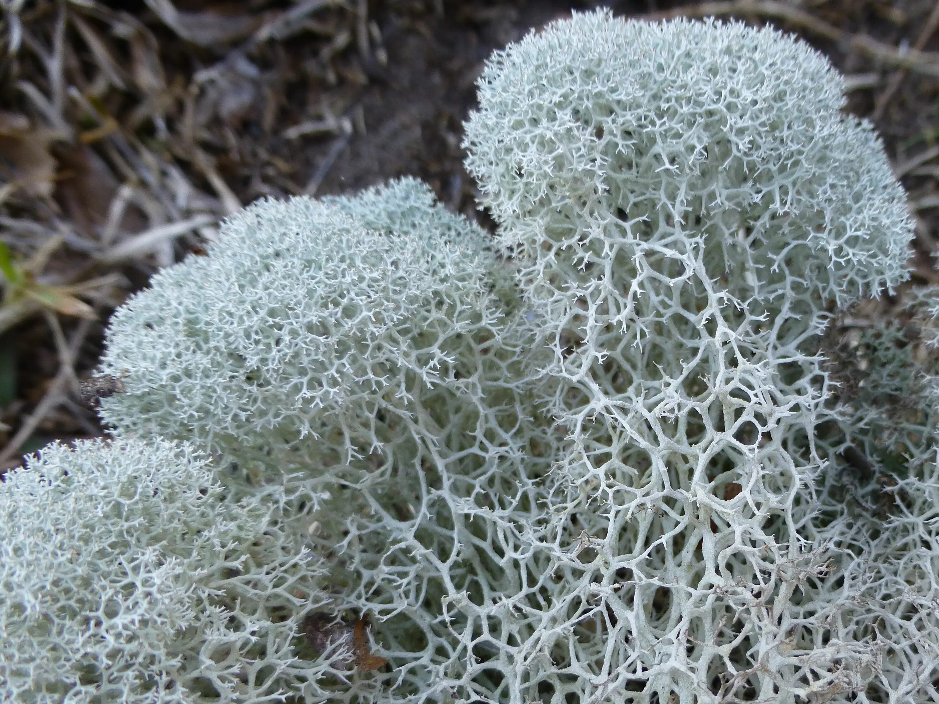 Олений лишайник (кладония).. Кладония ягель. Кладония звездчатая. Cladonia (Олений мох).