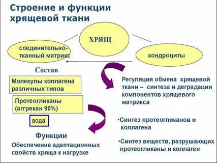 Функции хрящевой ткани