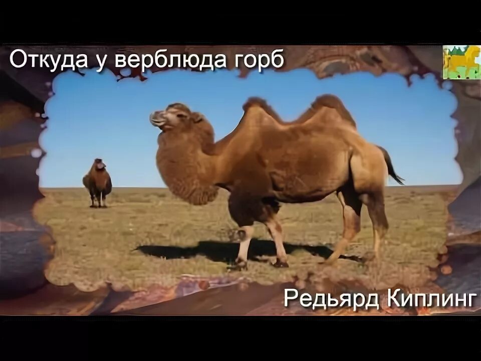 Почему у верблюда жир в горбу. Ленивый верблюд. верблюд с тремя горбами. откуда у верблюда горб киплинг. из чего состоит горб у верблюда.