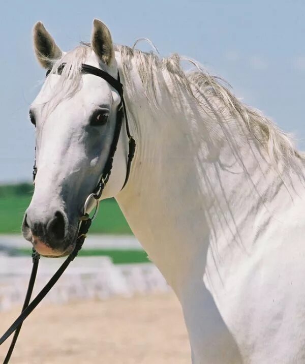 Липицианская лошадь. Липицианская порода лошадей. Липпицианская лошадь. Липицан лошадь. Липпицианская лошадь белая.