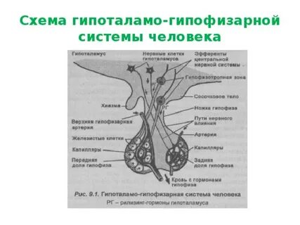 Адреналин гормон гипофиза