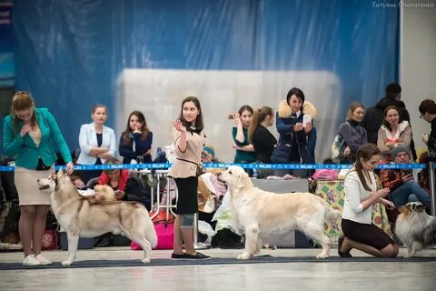 Выставка собак екатеринбург