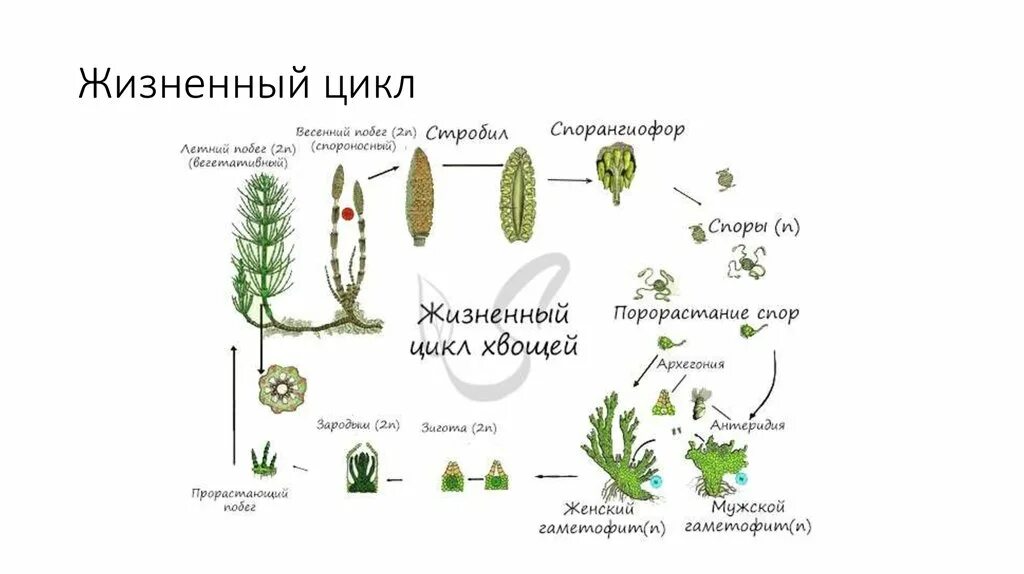 При делении жизненного цикла овощных растений. Циклы развития высших споровых растений. Цикл размножения споровых. Цикл развития высших споровых растений схема. Жизненный цикл споровых растений схема.