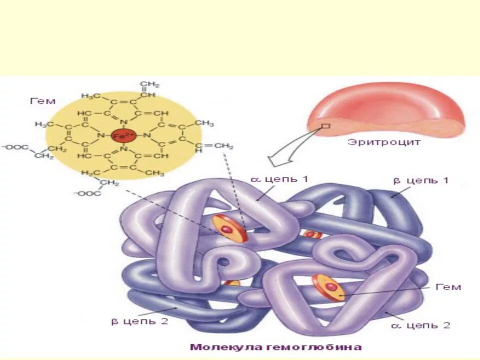Активный центр гемоглобина схема. Транспортная функция гемоглобина. Транспортная роль белков. Транспортные белки гемоглобин. В состав входят транспортные белки