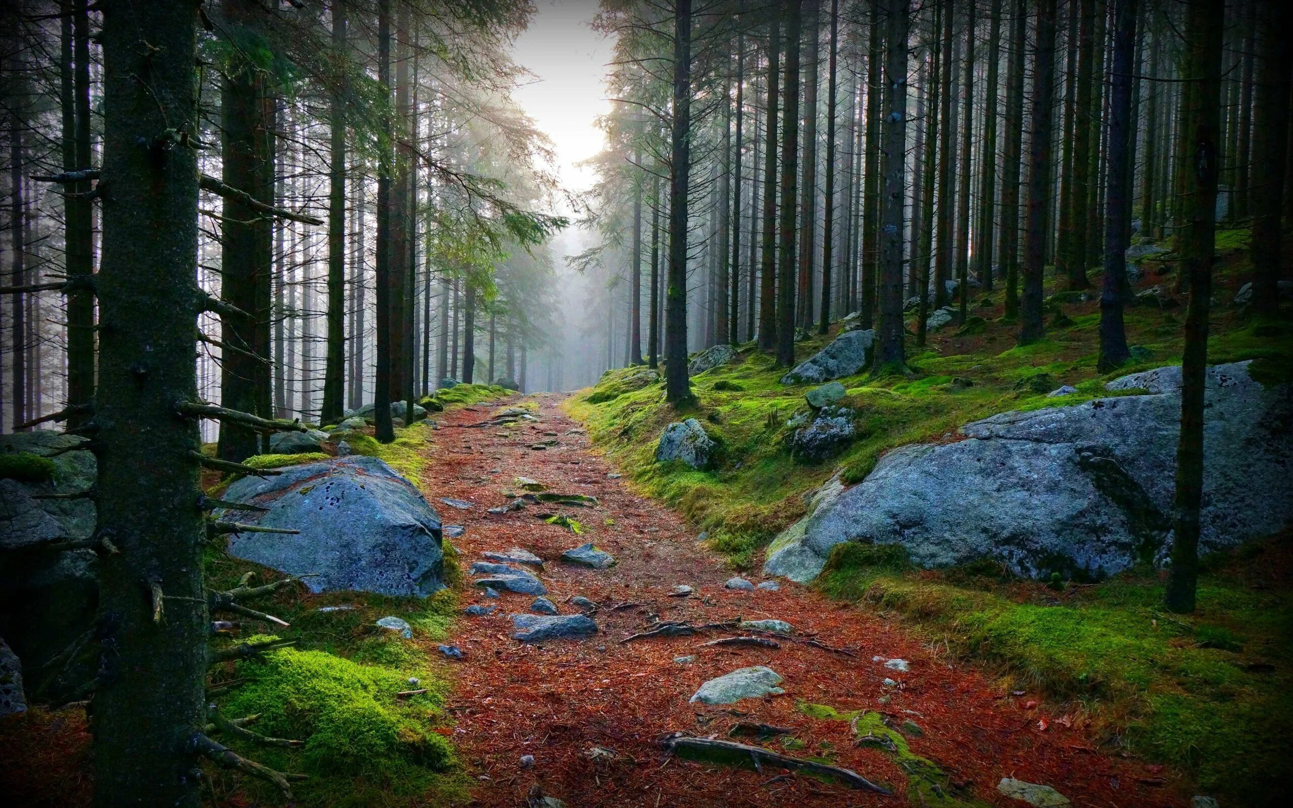 Невероятный лес. Каменный лес Карелия. Карелия мох камни. Карелия, мох скалы сосны. Шварцвальд тропа.