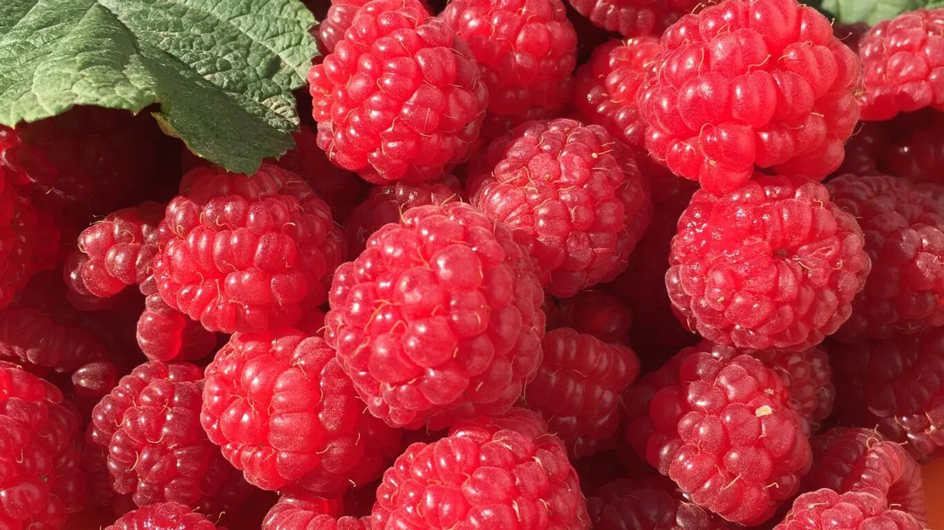 Малинки малинки сколько лет
