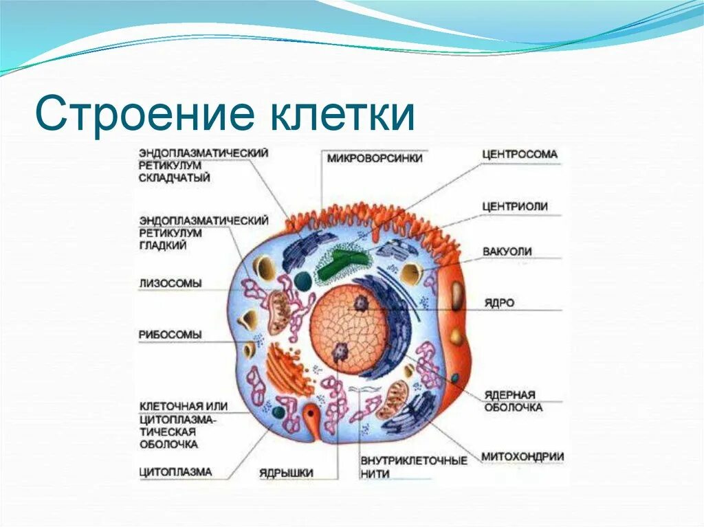 Функции составляющих клетки. Состав структура функции клетки. Строение и функции основных частей клетки. Клетка ее строение и состав функции клетки. Животная клетка строение и функции органоидов.