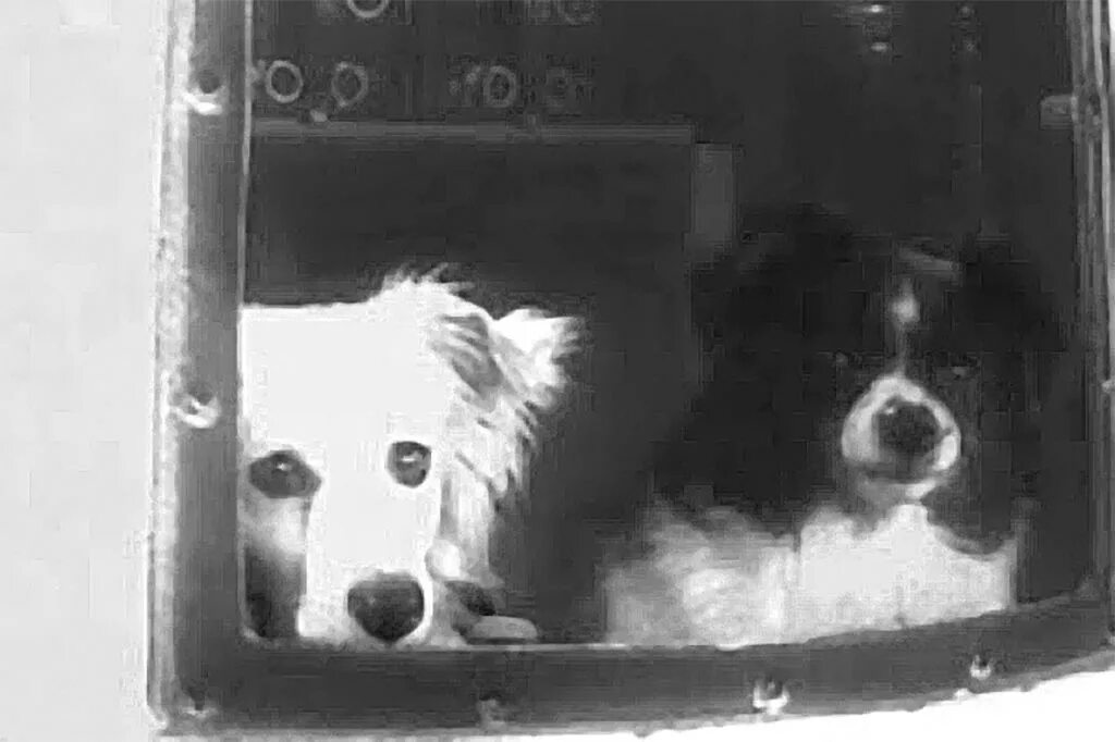 дезик и цыган. первые собаки дезик и цыган. первые животные в космосе цыган и дезик. собаки космонавты дезик и цыган. дезик и цыган.