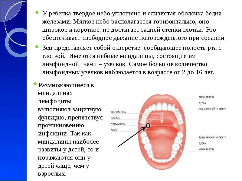 Мягкое небо является. Слизистая твердого неба. мягкое небо анатомия функции. функции твердого и мягкого неба.