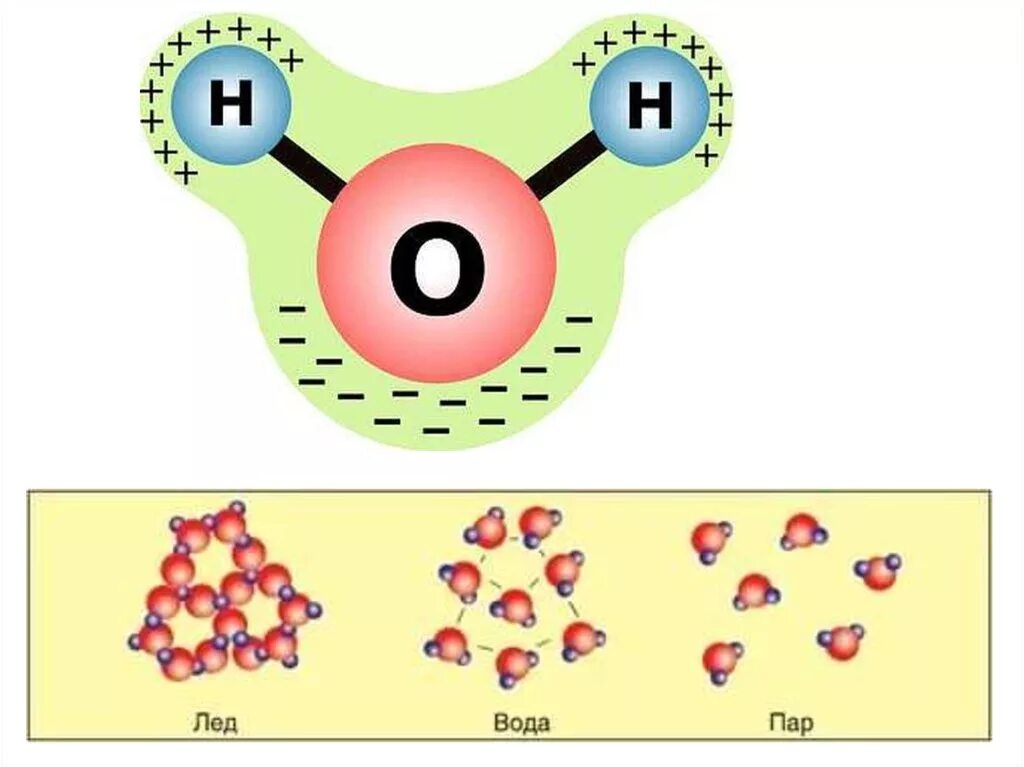 Внутреннее строение молекул воды. Строение молекулы воды схема. Строение молекулы воды. Схематическое изображение молекулы воды. Молекула воды схема.