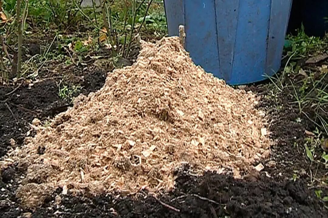 Мульчирование опилками. Мульчирование роз опилками. мульчирование пиона. мульчирование гортензии. мульчирование роз соломой.