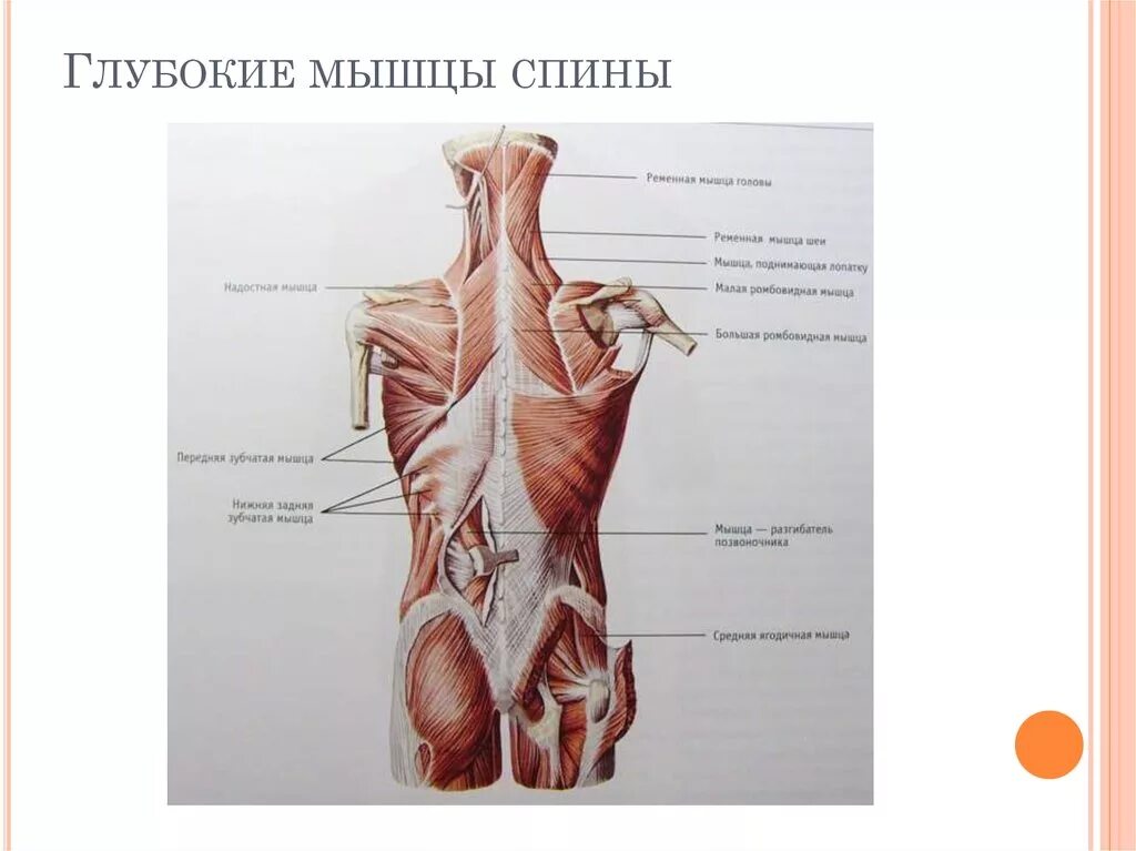 Глубокие спинные. Анатомия спина мышцы глубокие мышцы. Глубокие мышцы спины Синельников. Глубокие мышцы позвоночника анатомия. Медиальная глубокие мышцы спины.