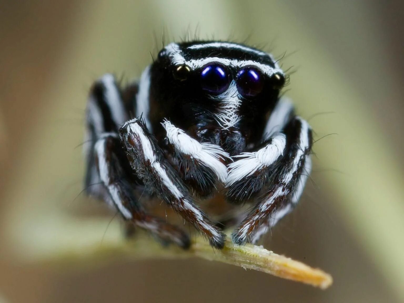 Calling spider
