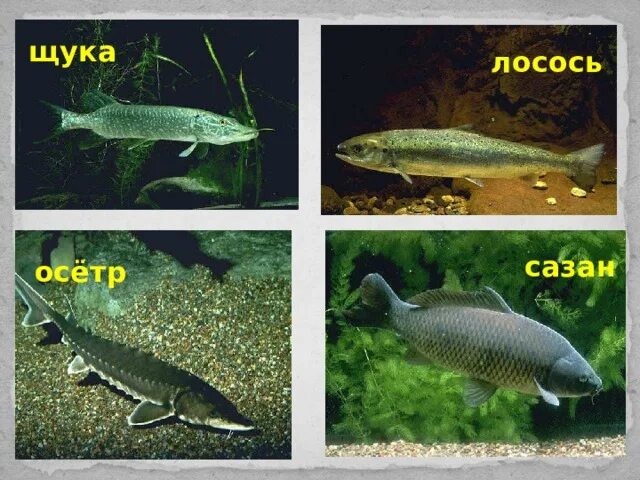 Семга осетр. Лосось и осетр. щука и осетр. лососевые и осетровые разница. щука и осетр отличия.