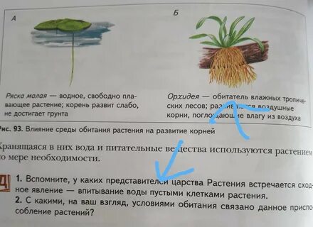 Тест растения и среда обитания