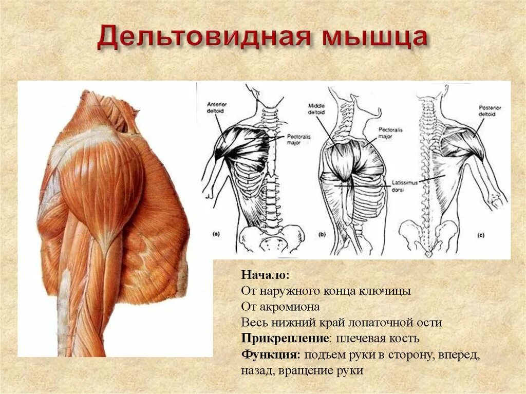Функции Пучков дельтовидной мышцы. Задние пучки дельтовидной мышцы функции. Дельтовидная мышца плечевого пояса. Латеральный пучок дельтовидной мышцы.