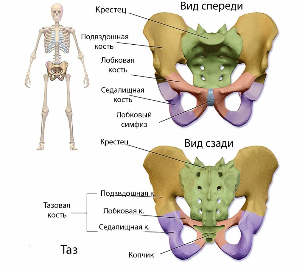 задняя верхняя тазовая кость Anatomy bones, Perineum, Body workout plan