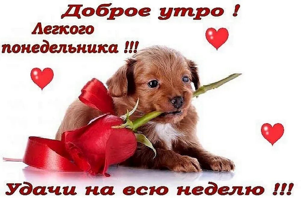 С понедельником с любовью. С понедельником с любовью. Доброе утро понедельника мужчине любимому. Удачной недели и хорошего настроения. Открытки с добрым утром понедельника.