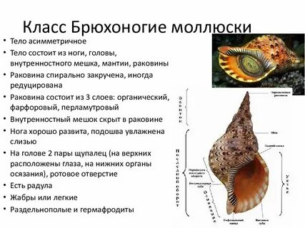 Характеристика классов моллюсков 7 класс