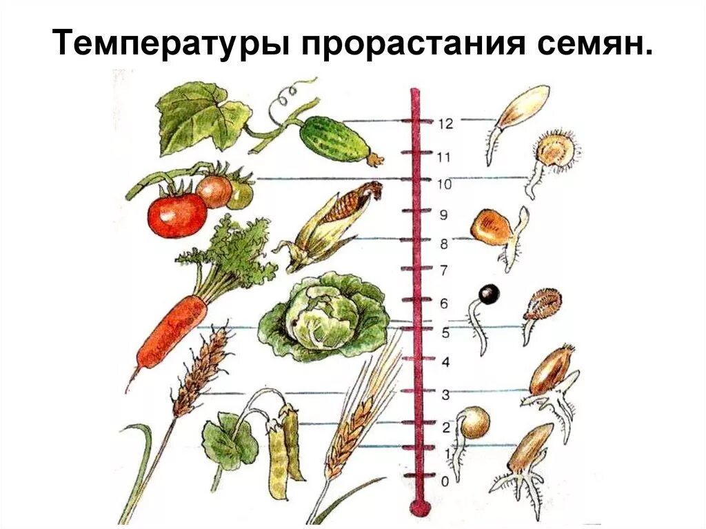 Условия посева семян биология 6 класс. Температура необходимая для прорастания семян рисунок. Температурный режим прорастания семян. Условия прорастания семян. Температурные условия прорастания семян.