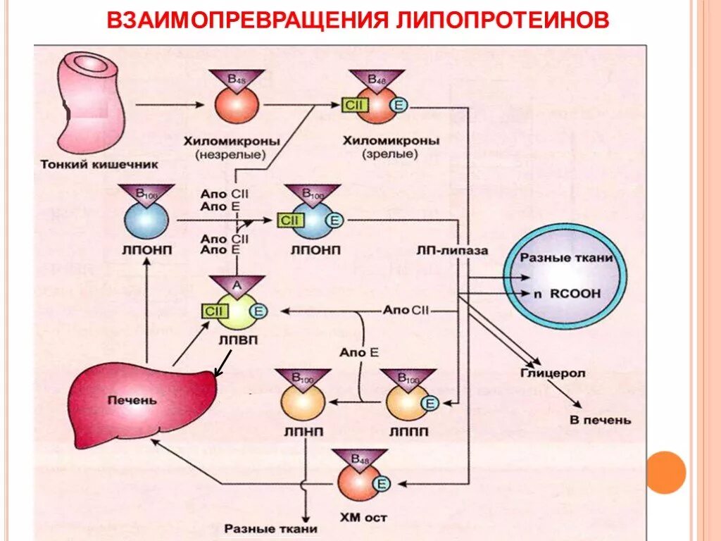 Взаимопреврашение липоротенов. Обмен липопротеинов биохимия схема. Схема превращения липопротеинов. Схема метаболизма липопротеидов.