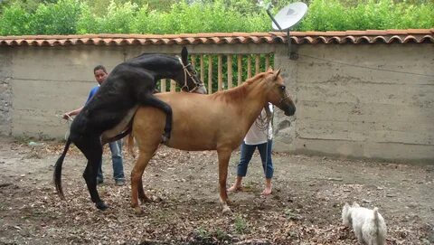 caballo follando yeguas.