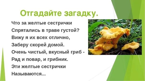 Загадка желтая курица под тыном дуется ответ. Загадки про грибы лисички 3 класс. загадка про гриб лисичка. загадка про лисички грибы для детей. желтые загадки.