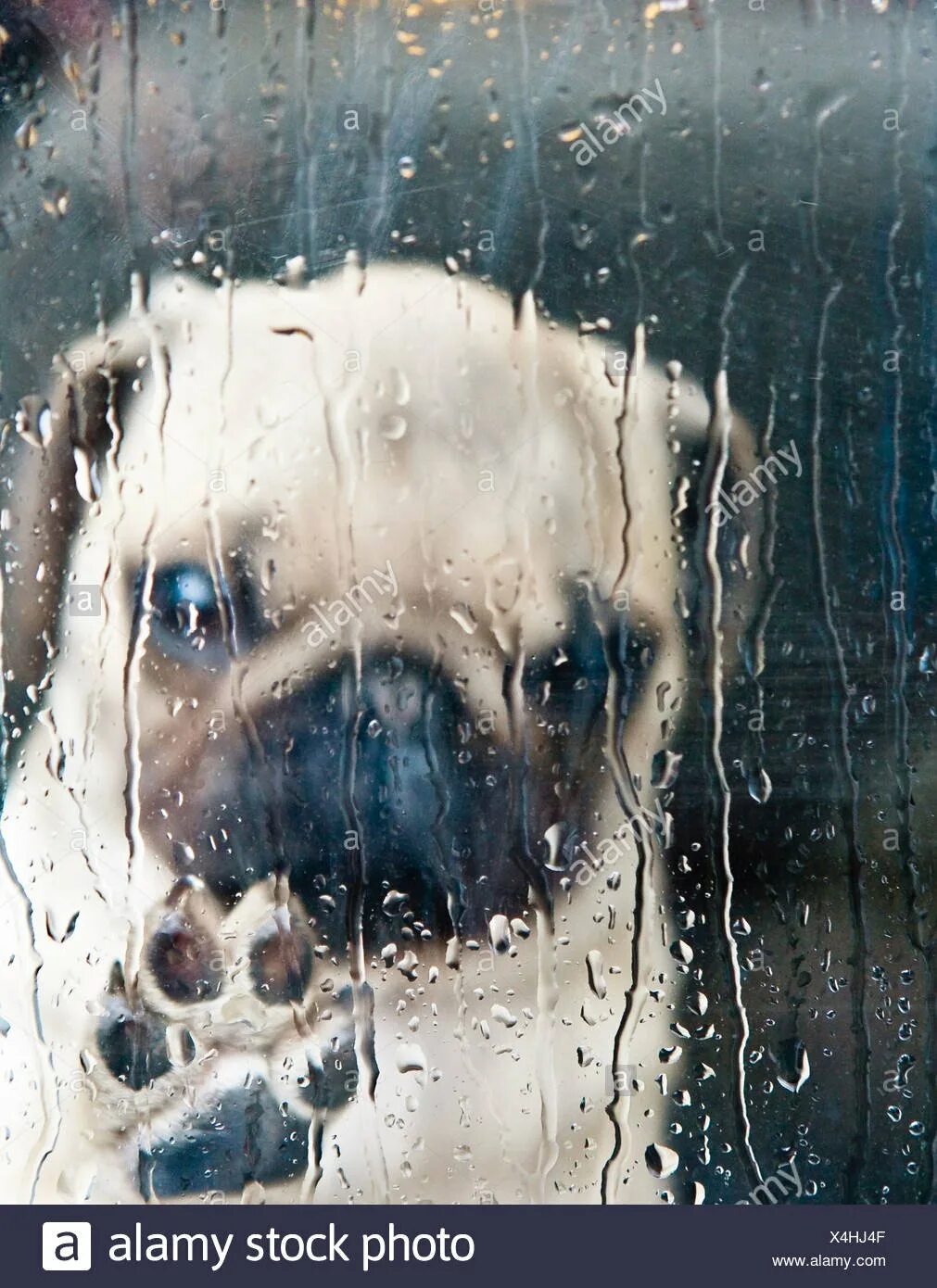 Грустная собака. Собака под дождем. Плачущая собака. Грустный щенок.