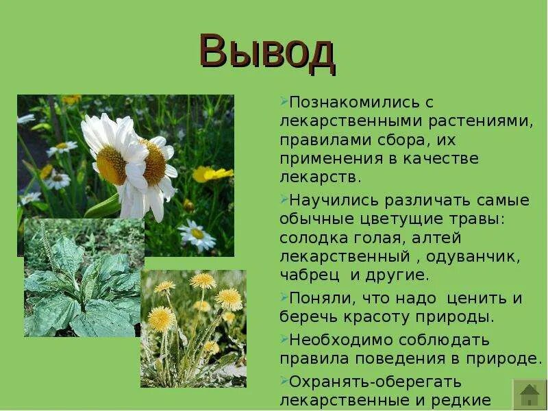 Проект по окружающему миру лекарственные растения Презентация по окружающему миру на тему "Лекарственные растения" (1 класс)