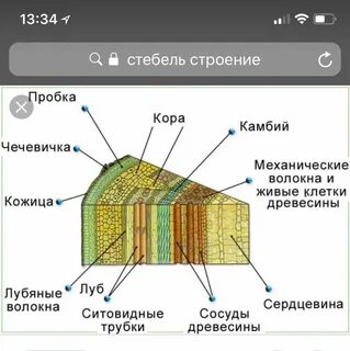 Какая ткань в древесине стебля