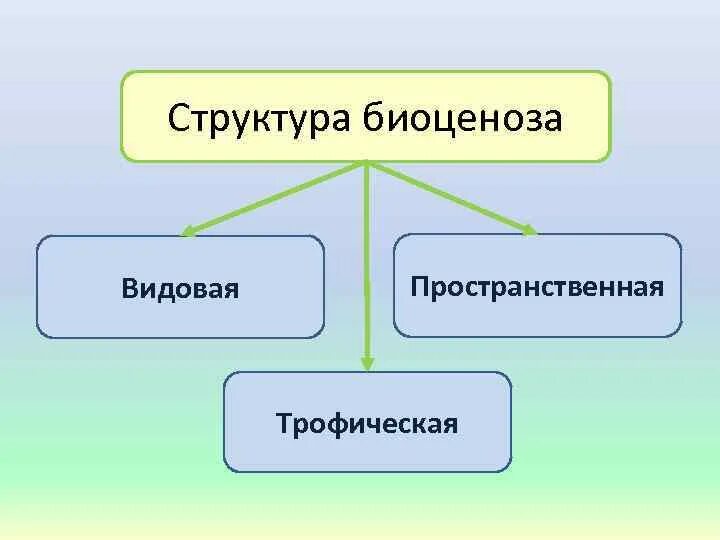 Пространственная структура биология 9 класс. Видовая и пространственная структура биоценоза.