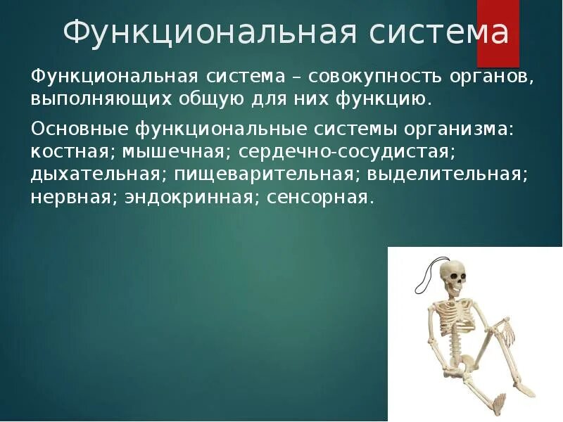 Органы выполняющие общие функции. Функциональные системы организма. Основные функциональные системы организма. Физиологические функции организма. Функциональные системы организма хто.