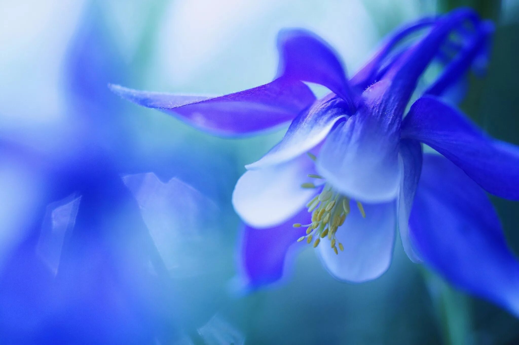 Блуе Фловер. Колокольчик Аквилегия. Голубые цветы. Синие цветочки. Колокольчики души