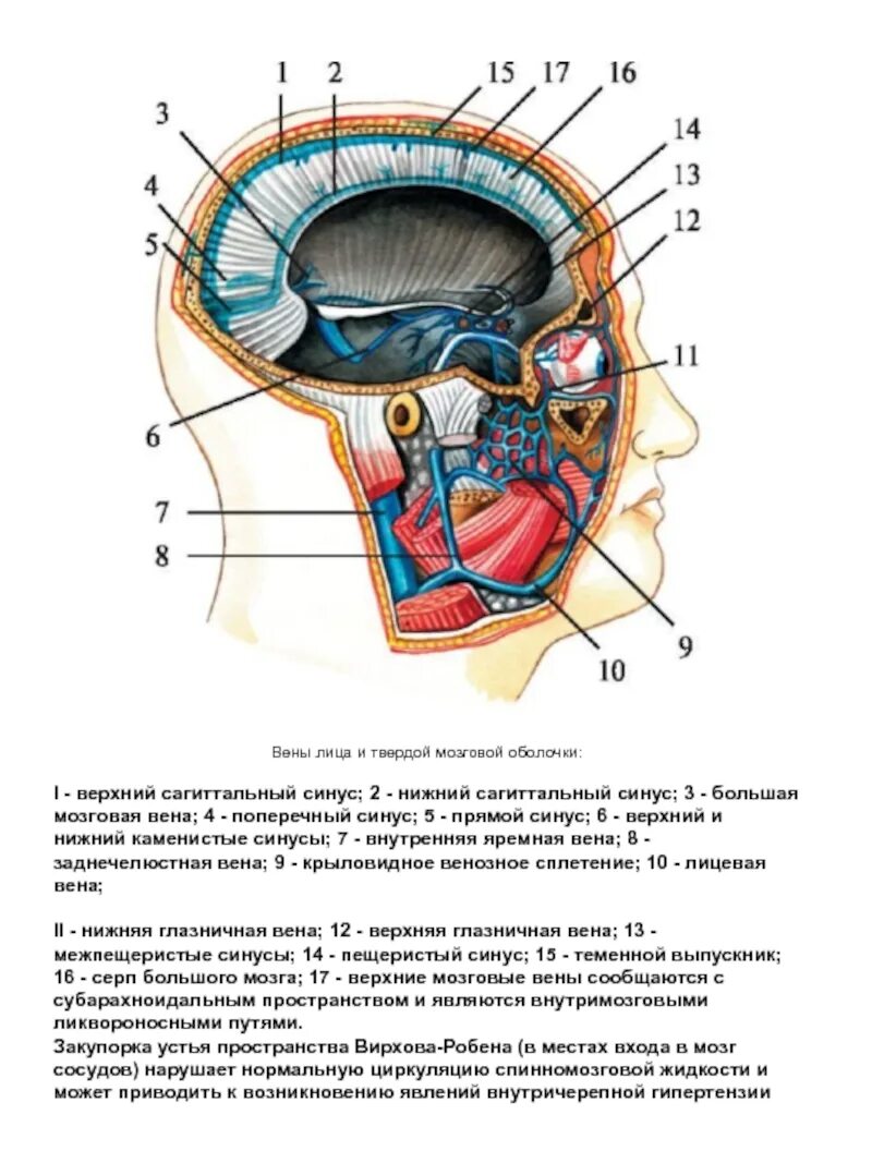 Синус оболочки мозга