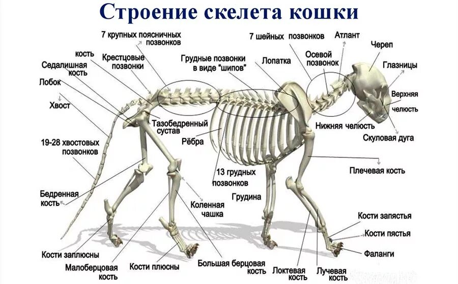 Он отличается большой и состоит из отделов. Скелет кошки с названием костей. Скелет кота с названием костей. Строение скелета котенка. Опорно двигательная система скелет собаки.