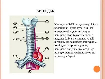 Мобильді порно куннилингус