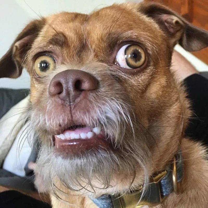 Удивленный кот. Кот в шоке. Шотландская вислоухая кошка удивлена. Смешная собачья морда. Смешной кот.