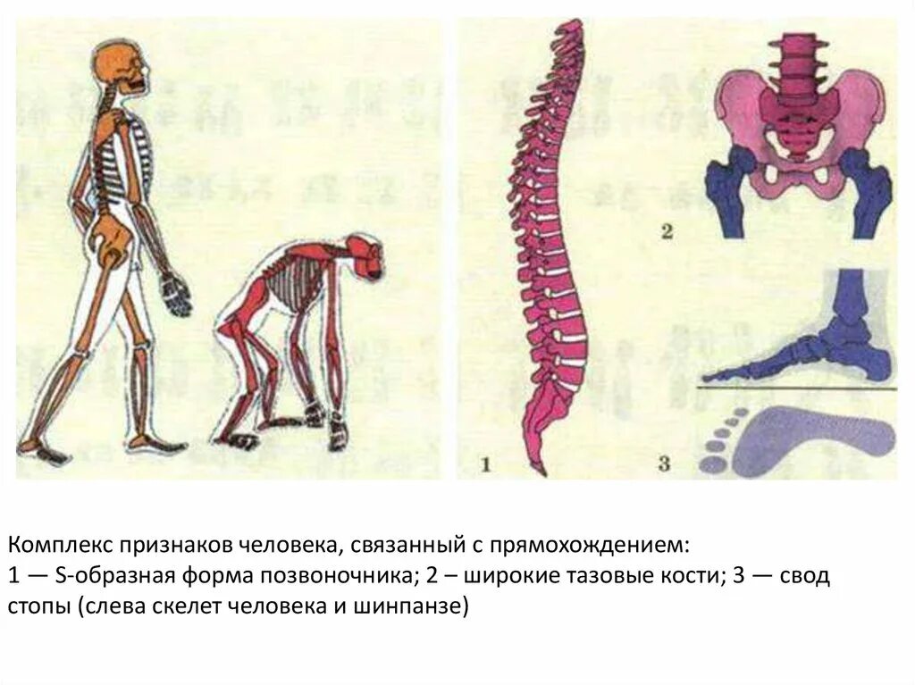 Позвоночник человека прямохождение у человека. Позвоночник человека и обезьяны. Приспособления к прямохождению у человека. Приспособления скелета человека к прямохождению.