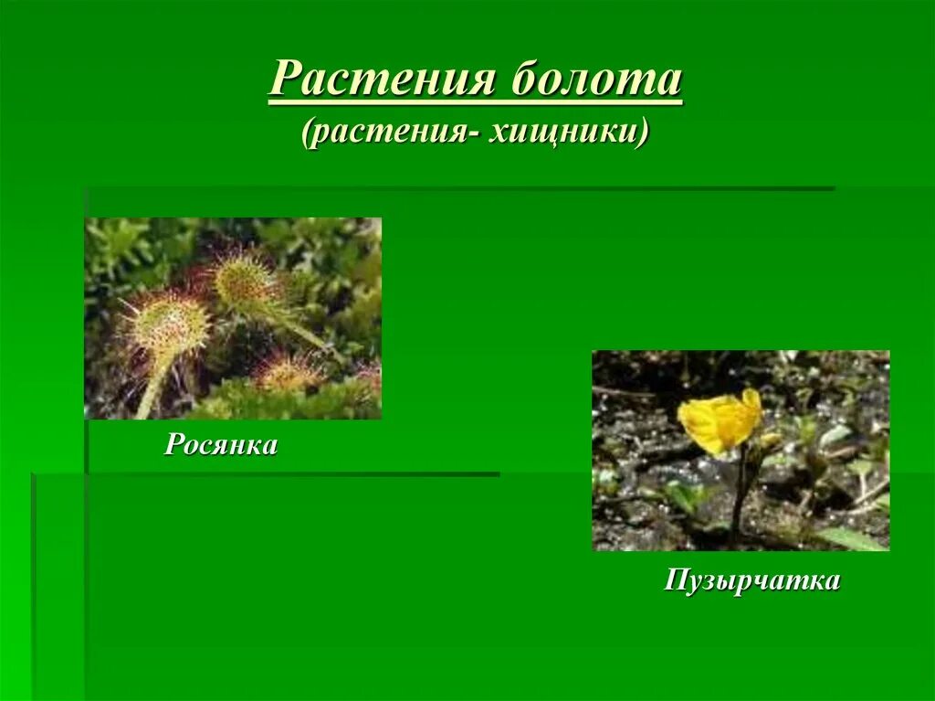 Болото растения. Болотные растения названия. Растения на болоте. Растения болота 3 класс.