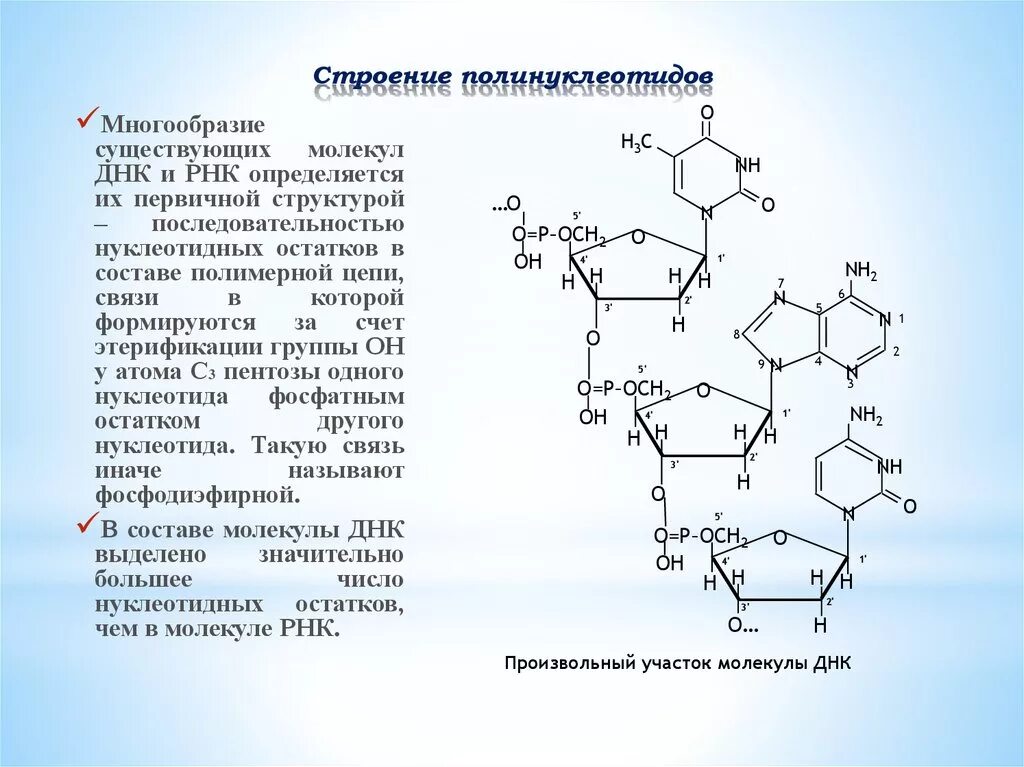 Состав нуклеотида молекулы рнк. Строение полинуклеотидной Цепочки ДНК И РНК. Строение полинуклеотидной цепи РНК. Структура полинуклеотидной цепи ДНК. Строение полинуклеотидной Цепочки ДНК.