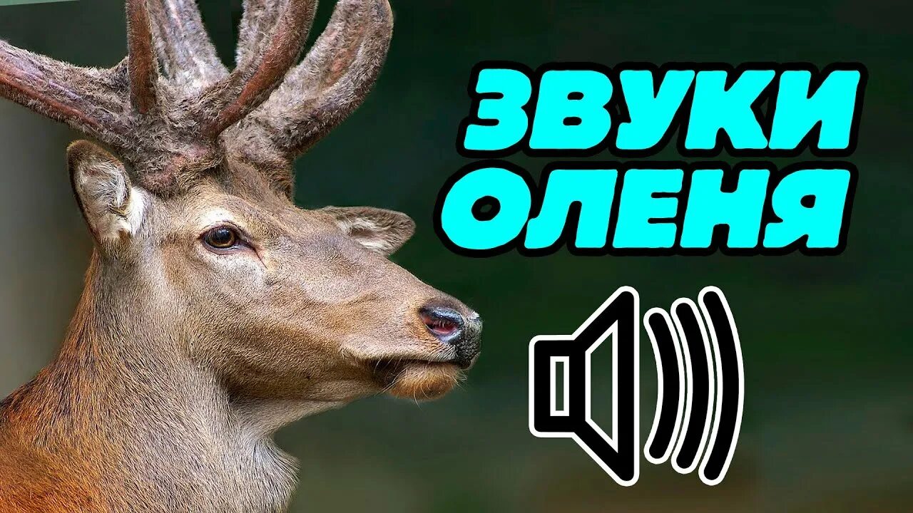 Звуки издающие оленем. Крик оленя. Голос оленя. Звуки оленя. Олень кричит.