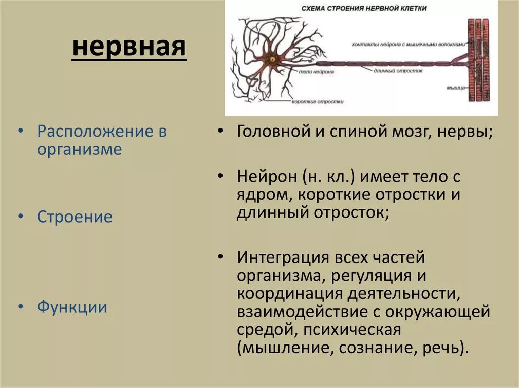 Нервная клетка расположение