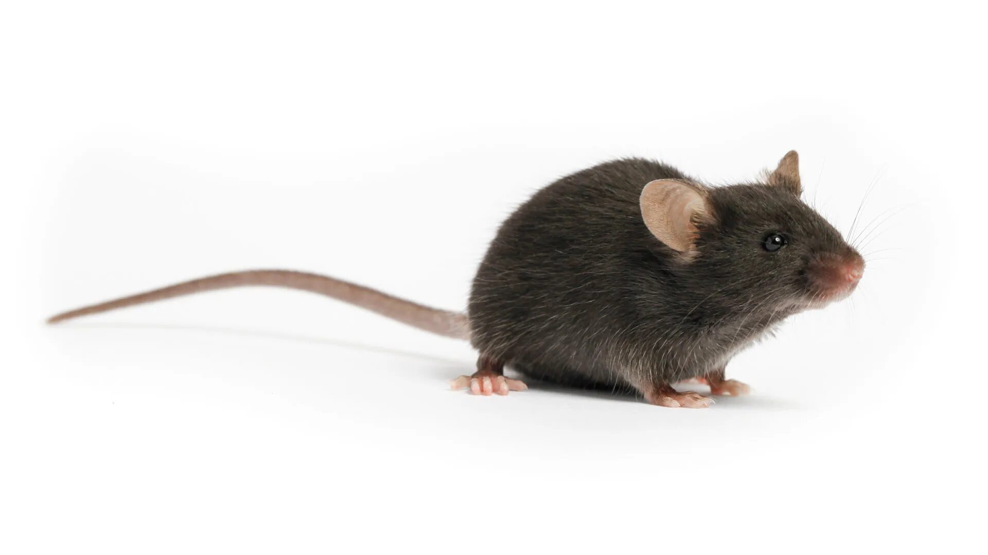 Мышь 9 букв. Мышь. девять мышей 9mice. mouse animal. мышка сонник.