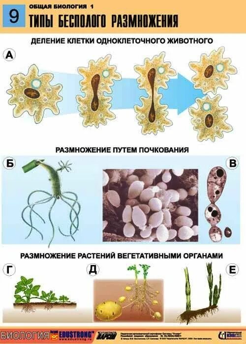 Формы живого биология. Формы размножения бесполое размножение. Вегетативное размножение почкование фрагментация. Биология 5 класс половое и бесполое размножение. Формы размножения организмов бесполое размножение.