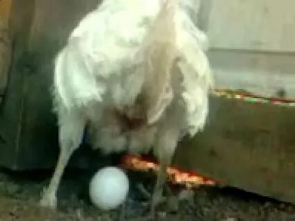 Роды курицы