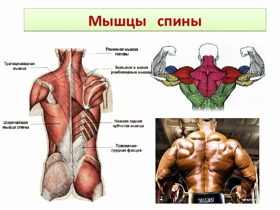 Мышцы спины анатомия человека. Спинные мышцы. Название мышц спины. Поверхностные мышцы спины. Части поясницы